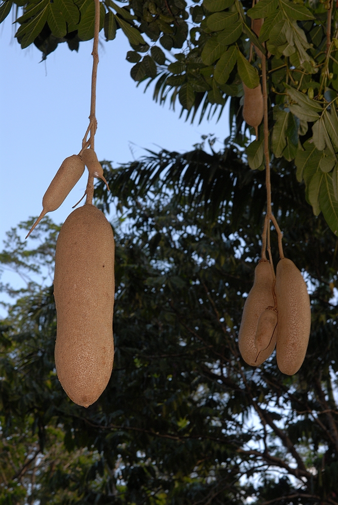 0330 Cairns Botanic Gardens.jpg